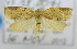 ( - USNM ENT 00736516)  @13 [ ] Unspecified (default): All Rights Reserved  Unspecified Unspecified