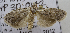  ( - USNM ENT 00736543)  @13 [ ] Unspecified (default): All Rights Reserved  Unspecified Unspecified
