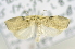  ( - USNM ENT 00736568)  @12 [ ] Unspecified (default): All Rights Reserved  Unspecified Unspecified