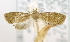  ( - USNM ENT 00736581)  @12 [ ] Unspecified (default): All Rights Reserved  Unspecified Unspecified