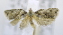  ( - USNM ENT 00736610)  @13 [ ] Unspecified (default): All Rights Reserved  Unspecified Unspecified