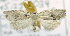  ( - USNM ENT 00736733)  @13 [ ] Unspecified (default): All Rights Reserved  Unspecified Unspecified