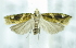  ( - USNM ENT 00736785)  @12 [ ] Unspecified (default): All Rights Reserved  Unspecified Unspecified