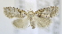  (Nola opalina - USNM ENT 00736816)  @13 [ ] Unspecified (default): All Rights Reserved  Unspecified Unspecified
