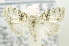  ( - USNM ENT 00736822)  @12 [ ] Unspecified (default): All Rights Reserved  Unspecified Unspecified