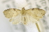  ( - USNM ENT 00736833)  @12 [ ] Unspecified (default): All Rights Reserved  Unspecified Unspecified