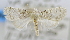  ( - USNM ENT 00736836)  @12 [ ] Unspecified (default): All Rights Reserved  Unspecified Unspecified