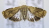  (Imma sp. ACM4473 - USNM ENT 00736848)  @12 [ ] Unspecified (default): All Rights Reserved  Unspecified Unspecified