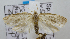  (TortricidaeGEN sp. ACL2211 - USNM ENT 00736872)  @13 [ ] Unspecified (default): All Rights Reserved  Unspecified Unspecified