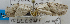  ( - USNM ENT 00736883)  @12 [ ] Unspecified (default): All Rights Reserved  Unspecified Unspecified