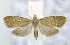  ( - USNM ENT 00736907)  @12 [ ] Unspecified (default): All Rights Reserved  Unspecified Unspecified