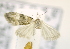  ( - USNM ENT 00736914)  @12 [ ] Unspecified (default): All Rights Reserved  Unspecified Unspecified