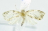  ( - USNM ENT 00736995)  @12 [ ] Unspecified (default): All Rights Reserved  Unspecified Unspecified