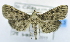 ( - USNM ENT 00737950)  @12 [ ] Unspecified (default): All Rights Reserved  Unspecified Unspecified