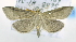  (Omiodes sp. AAG0558 - USNM ENT 00737993)  @15 [ ] Unspecified (default): All Rights Reserved  Unspecified Unspecified