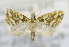  ( - USNM ENT 00738247)  @12 [ ] Unspecified (default): All Rights Reserved  Unspecified Unspecified