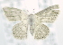  (Scopula sp. ACL3931 - USNM ENT 00738266)  @12 [ ] Unspecified (default): All Rights Reserved  Unspecified Unspecified