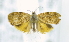  ( - USNM ENT 00739129)  @12 [ ] Unspecified (default): All Rights Reserved  Unspecified Unspecified