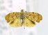  ( - USNM ENT 00739134)  @12 [ ] Unspecified (default): All Rights Reserved  Unspecified Unspecified