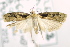  ( - USNM ENT 00739270)  @12 [ ] Unspecified (default): All Rights Reserved  Unspecified Unspecified