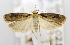  (GelechiidaeGEN sp. ACM4136 - USNM ENT 00739271)  @13 [ ] Unspecified (default): All Rights Reserved  Unspecified Unspecified