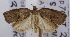  ( - USNM ENT 00739332)  @13 [ ] Unspecified (default): All Rights Reserved  Unspecified Unspecified