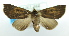  ( - USNM ENT 00739392)  @14 [ ] Unspecified (default): All Rights Reserved  Unspecified Unspecified