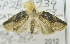  ( - USNM ENT 00739527)  @13 [ ] Unspecified (default): All Rights Reserved  Unspecified Unspecified