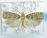  (DepressariidaeGEN - USNM ENT 00739548)  @14 [ ] Unspecified (default): All Rights Reserved  Unspecified Unspecified
