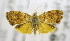  ( - USNM ENT 00739584)  @12 [ ] Unspecified (default): All Rights Reserved  Unspecified Unspecified