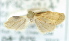  ( - USNM ENT 00739649)  @12 [ ] Unspecified (default): All Rights Reserved  Unspecified Unspecified