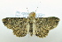  (Paradromulia sp. ACB8986 - USNM ENT 00792856)  @14 [ ] Unspecified (default): All Rights Reserved  Unspecified Unspecified
