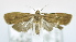  ( - USNM ENT 00792936)  @12 [ ] Unspecified (default): All Rights Reserved  Unspecified Unspecified