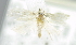  ( - USNM ENT 00792959)  @12 [ ] Unspecified (default): All Rights Reserved  Unspecified Unspecified
