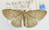  ( - USNM ENT 00795013)  @13 [ ] Unspecified (default): All Rights Reserved  Unspecified Unspecified