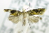 ( - USNM ENT 00795361)  @12 [ ] Unspecified (default): All Rights Reserved  Unspecified Unspecified