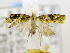  ( - USNM ENT 00795393)  @12 [ ] Unspecified (default): All Rights Reserved  Unspecified Unspecified