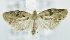  (TortricidaeGEN sp. AAM7269 - USNM ENT 00795415)  @14 [ ] Unspecified (default): All Rights Reserved  Unspecified Unspecified