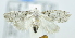  ( - USNM ENT 00795448)  @12 [ ] Unspecified (default): All Rights Reserved  Unspecified Unspecified