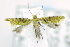  (unclassified Plutellidae - USNM ENT 00795837)  @13 [ ] Unspecified (default): All Rights Reserved  Unspecified Unspecified