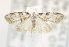  ( - USNM ENT 00795931)  @12 [ ] Unspecified (default): All Rights Reserved  Unspecified Unspecified