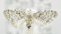  (Nola sp. XXXX001 - USNM ENT 00795944)  @11 [ ] Unspecified (default): All Rights Reserved  Unspecified Unspecified