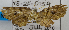  (ThyrididaeGEN sp. ACN9810 - USNM ENT 00795948)  @12 [ ] Unspecified (default): All Rights Reserved  Unspecified Unspecified