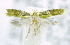  ( - USNM ENT 00795977)  @12 [ ] Unspecified (default): All Rights Reserved  Unspecified Unspecified