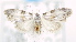  ( - USNM ENT 00795987)  @12 [ ] Unspecified (default): All Rights Reserved  Unspecified Unspecified