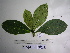  (Saurauia conferta - YAWPLANTCR45)  @11 [ ] CreativeCommons - Attribution Non-Commercial Share-Alike (2016) C. Redmond Czech Academy of Sciences