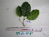  ( - YAWPLANTCR48)  @11 [ ] CreativeCommons - Attribution Non-Commercial Share-Alike (2016) C. Redmond Czech Academy of Sciences