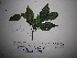  ( - YAWPLANTCR68)  @11 [ ] CreativeCommons - Attribution Non-Commercial Share-Alike (2016) C. Redmond Czech Academy of Sciences