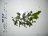  ( - YAWPLANTCR71)  @11 [ ] CreativeCommons - Attribution Non-Commercial Share-Alike (2016) C. Redmond Czech Academy of Sciences
