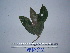  (Saurauia fimbriata - YAWPLANTCR76)  @11 [ ] CreativeCommons - Attribution Non-Commercial Share-Alike (2016) C. Redmond Czech Academy of Sciences